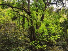 -杭州半山国家森林公园