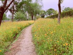 -杭州湾海上花田景区