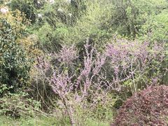 -敬亭山风景名胜区