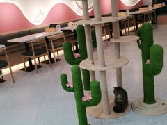 -喵园·猫主题咖啡厅·撸猫·猫咖(国贸店)