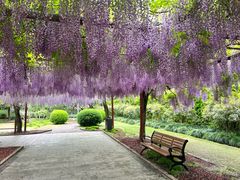 -嘉定紫藤园