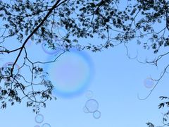 -贡湖湾湿地公园