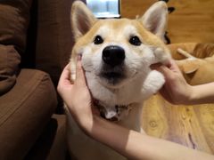 -柴务处·柴犬主题狗咖