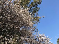 -热田神宫