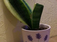 android_upload_pic-旅马餐厅(茅家埠店)