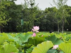 -嘉北郊野公园