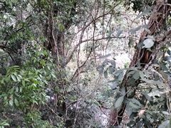 -野象谷景区