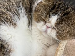 -瞄一喵猫咖(格力海岸店)