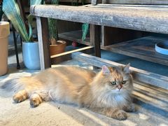 -自由生长植物工作室(深港花卉中心店)