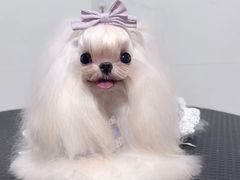 -宠爱多约克夏马尔济斯泰迪小型犬专卖