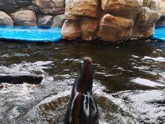 -华夏文旅海洋公园