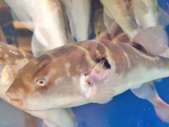 -肆月河豚·新淮扬(金融街店)