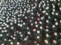 -廊坊文化艺术中心