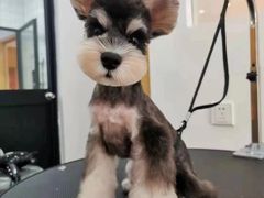 -萌宠之家·腊肠犬·马尔泰·小体犬舍