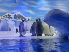 -海合安成都极地海洋公园
