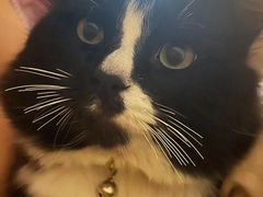 -Anne猫窝咖啡屋