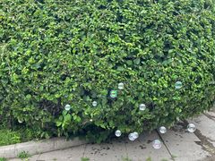 -黑龙江省森林植物园