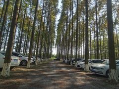 -黄海国家森林公园