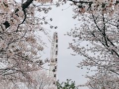 -顾村公园