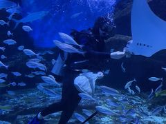 -海合安武汉极地海洋公园