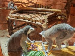 -Zoolung Zoolung动物主题公园(海信广场店)