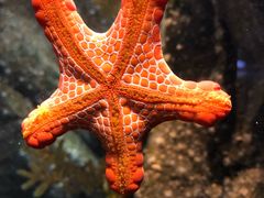 -悉尼海洋生物水族馆