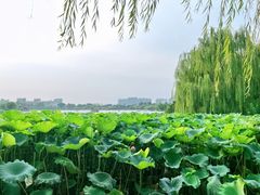 -济南大明湖景区
