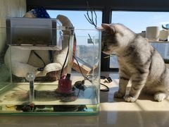 -翊宠yipet猫狗购宠庄园犬舍•猫舍