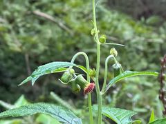 -东天目山风景区