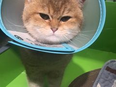 -唐小姐の猫狗洗护·购宠旗舰店(周浦万达店)