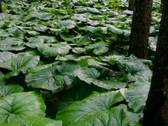-洛阳白云山景区