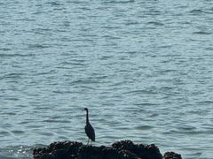 -西涌国际滨海旅游区