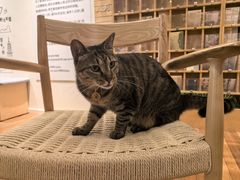 -猫的天空之城概念书店(杭州南宋御街店)