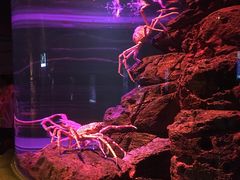 -暹罗海洋世界
