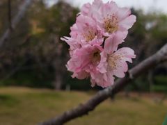 -王借岗森林公园
