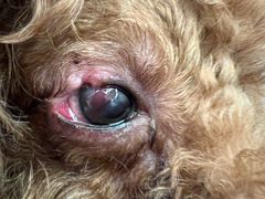 -爱侣宠医·鹦鹉专科·小型哺乳类·异宠专科(灵石路店)