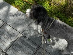 -半岛宠物医院24小时·内窥镜·牙科·碎石中心(府城大道店)