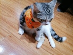 -MOCHA明星猫咖(田子坊店)