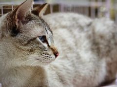 -藏猫猫咖啡主题馆(中央大道店)