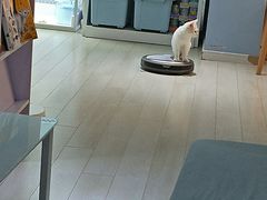 -喵的天空名猫咖啡馆·撸猫·猫舍·用品