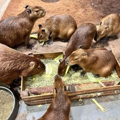 -Zoolung Zoolung动物主题公园(海信广场店)