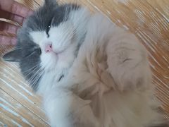 -蔡伯糯米猪肠