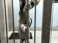 -山宅一喵德文卷毛猫舍