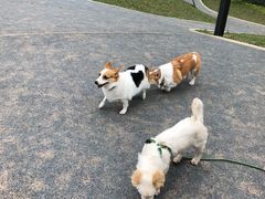 -景田北六街公园宠物主题园