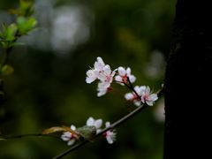 景点-铁山坪森林公园