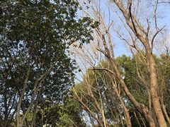 -顾村公园