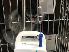 -宠福鑫动物医院·动物疾病诊疗中心(天通苑店)