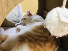-猫和宫(六道口店)