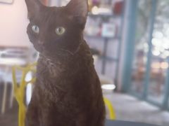 -喵屿·大理花园猫咖