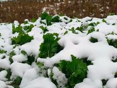 -世界之窗阿尔卑斯冰雪世界